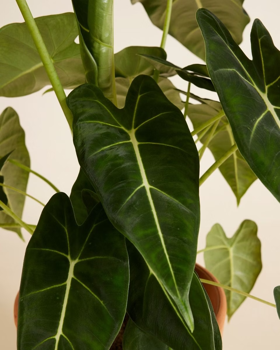 Alocasia Frydek ألوكاسيا فريدك