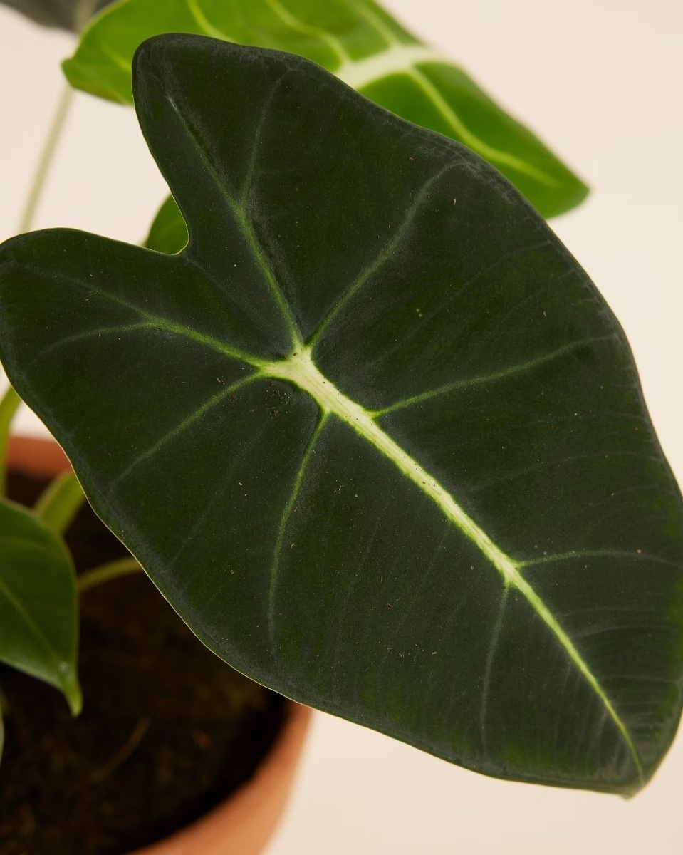 Baby Frydek (Indoor Houseplants) ألوكاسيا فريدك