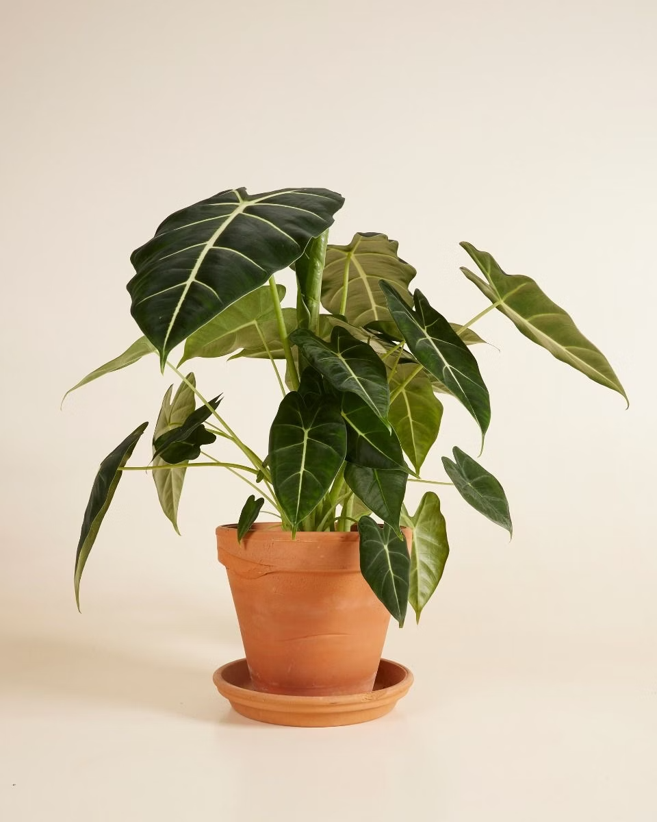Alocasia Frydek ألوكاسيا فريدك