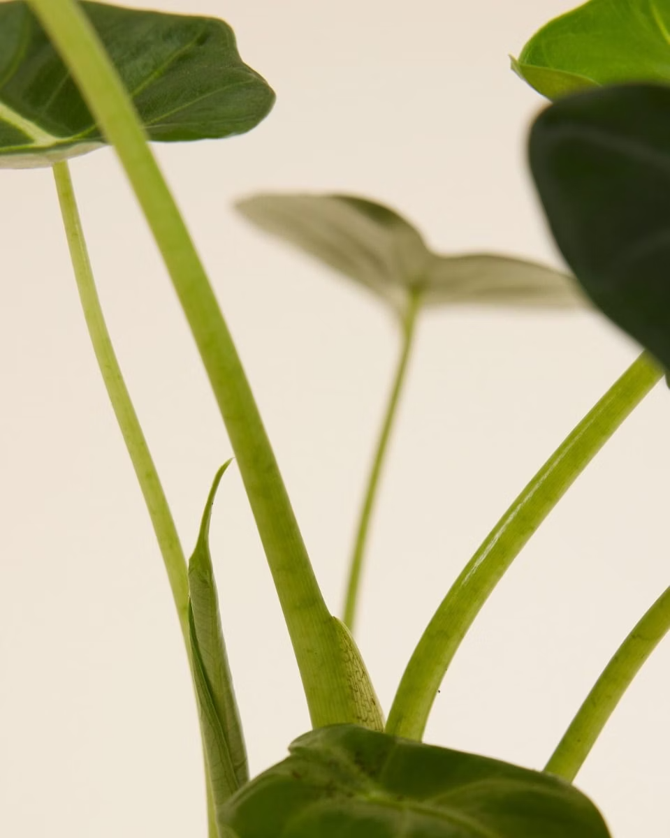 بيبي ألوكاسيا فرايدِك (أذن الفيل)