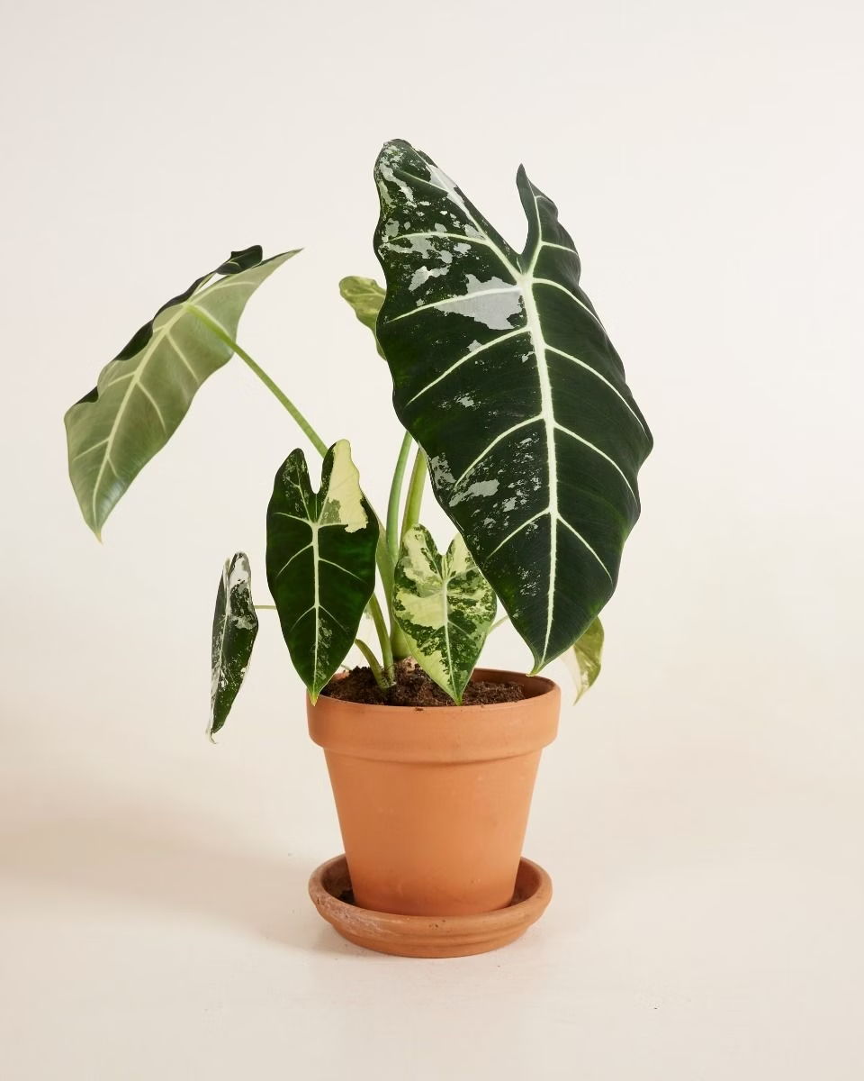Alocasia Frydek Variegata ألوكاسيا فريدك مبرقش