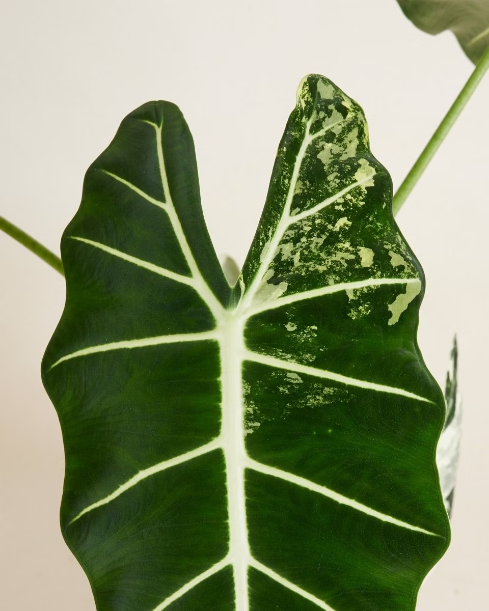 Alocasia Frydek Variegata ألوكاسيا فريدك مبرقش