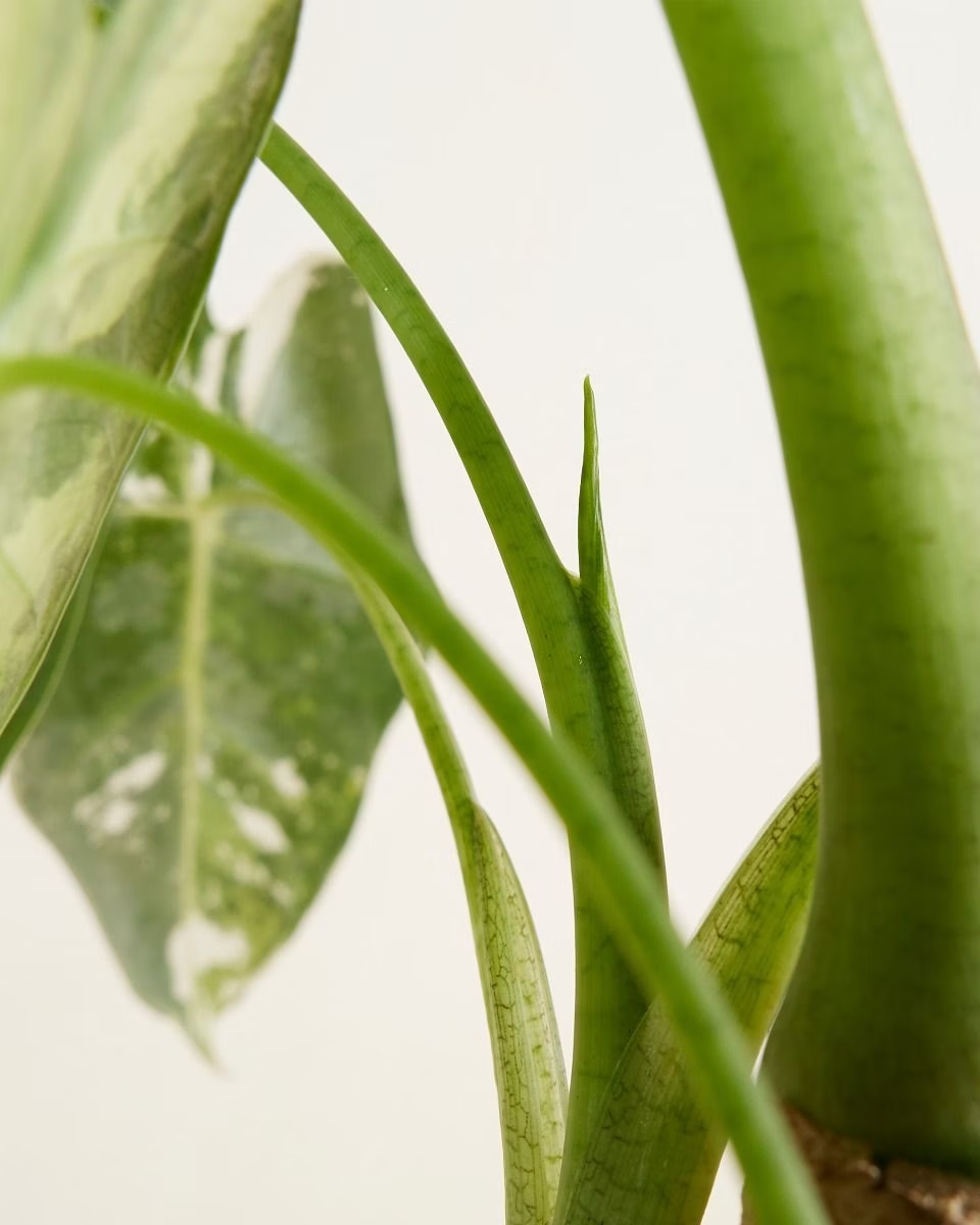 Alocasia Frydek Variegata ألوكاسيا فريدك مبرقش
