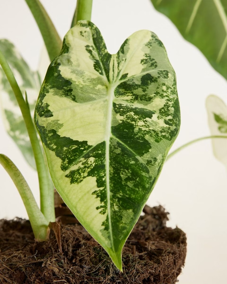 Alocasia Frydek Variegata ألوكاسيا فريدك مبرقش