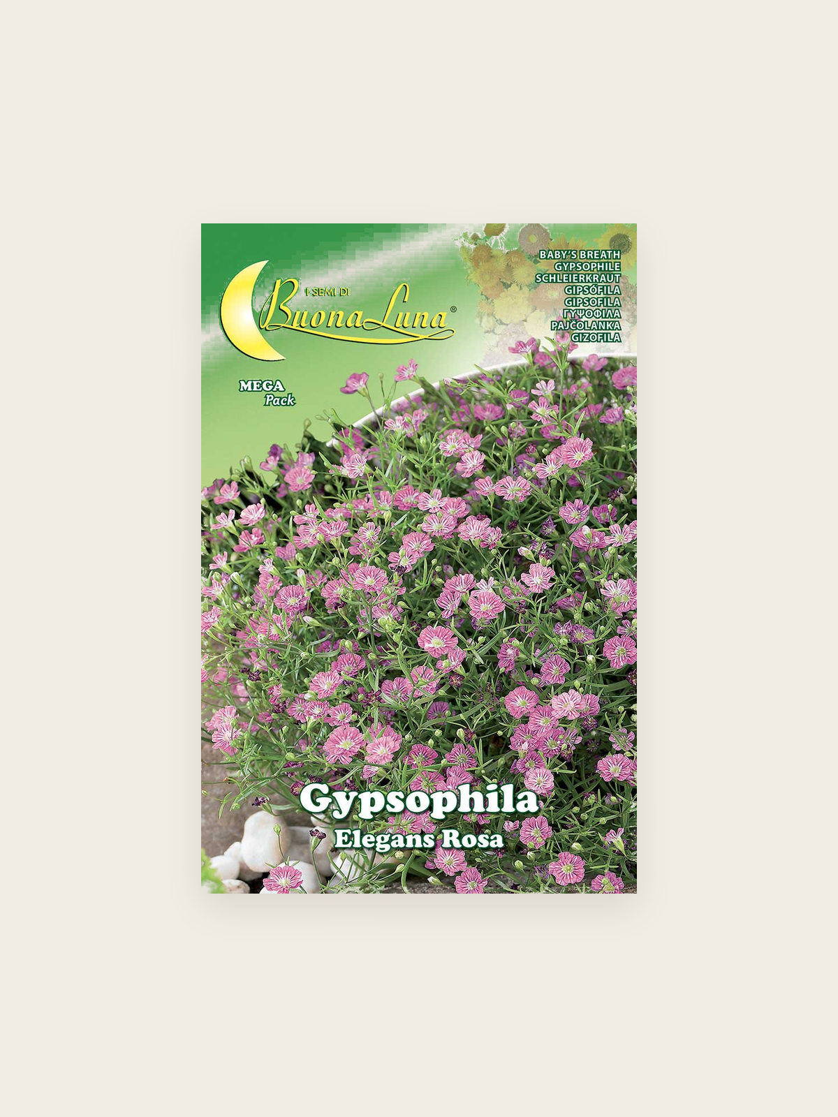 Baby’s Breath ‘Gypsophila Rosa’ (Pink) جبسوفيلا