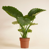 Alocasia Gageana - Elephant Ears ألوكاسيا جيجانا