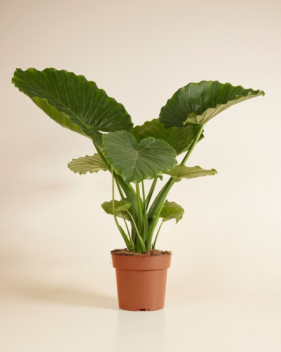 Alocasia Gageana - Elephant Ears ألوكاسيا جيجانا