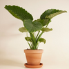 Alocasia Gageana (Elephant Ears) ألوكاسيا جيجانا