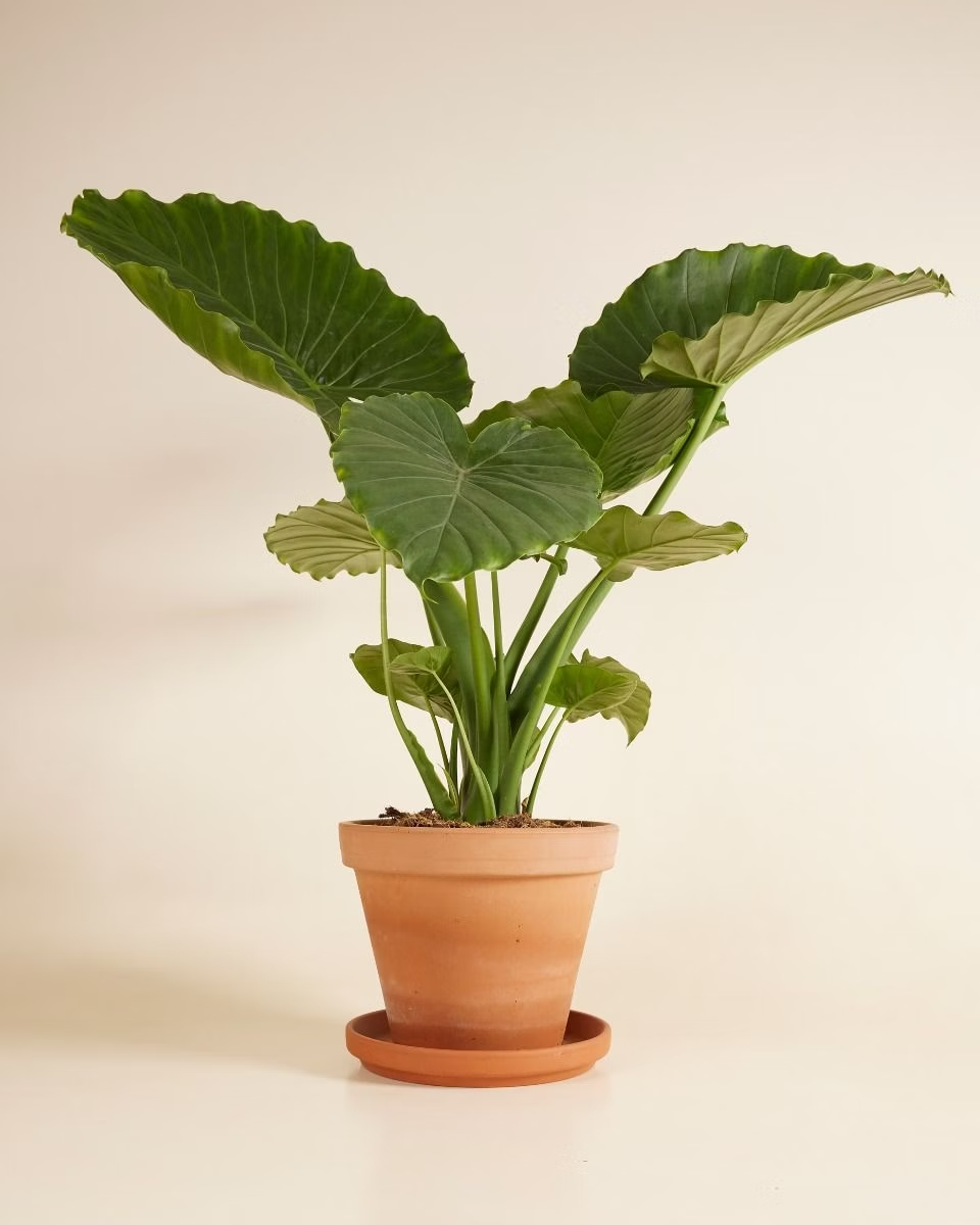 Alocasia Gageana (Elephant Ears) ألوكاسيا جيجانا