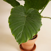 Alocasia Gageana - Elephant Ears ألوكاسيا جيجانا