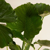 Alocasia Gageana - Elephant Ears ألوكاسيا جيجانا