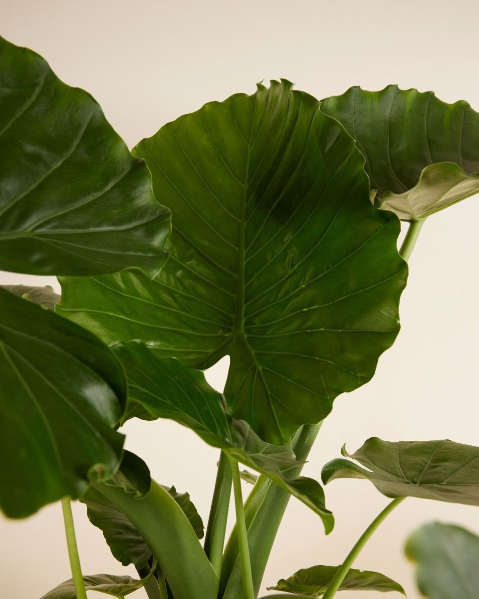 Alocasia Gageana - Elephant Ears ألوكاسيا جيجانا
