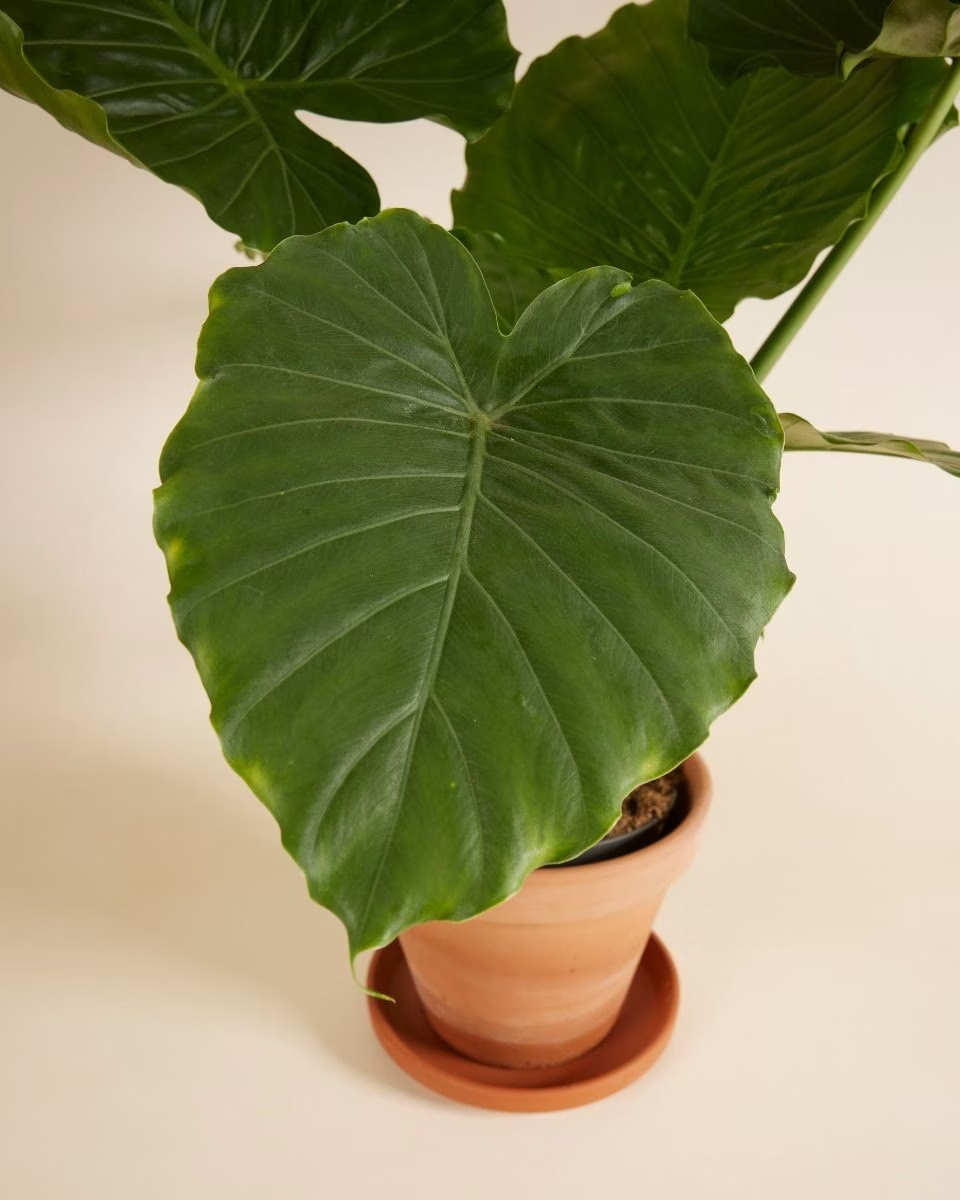 Alocasia Gageana (Elephant Ears) ألوكاسيا جيجانا