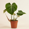 Philodendron Gloriosum فيلوديندرون غلوريوسوم