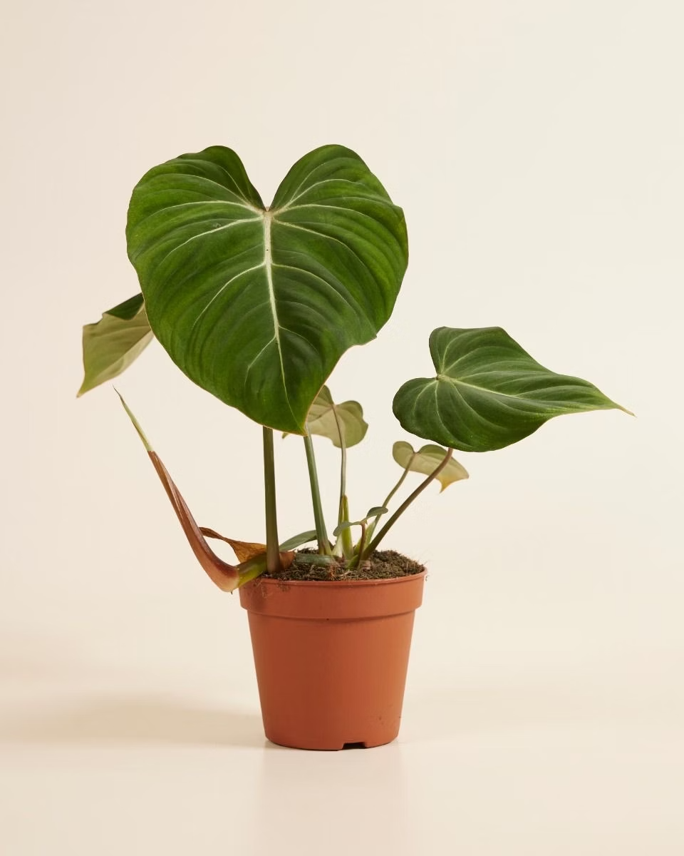 Philodendron Gloriosum فيلوديندرون غلوريوسوم
