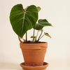 Philodendron Gloriosum فيلوديندرون غلوريوسوم