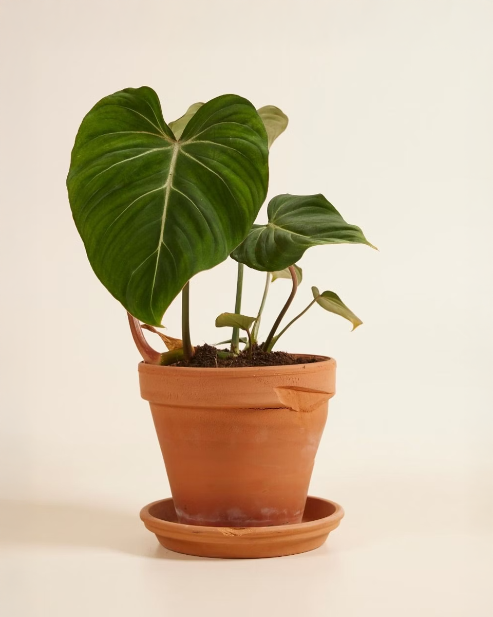 Philodendron Gloriosum فيلوديندرون غلوريوسوم