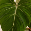 Philodendron Gloriosum فيلوديندرون غلوريوسوم