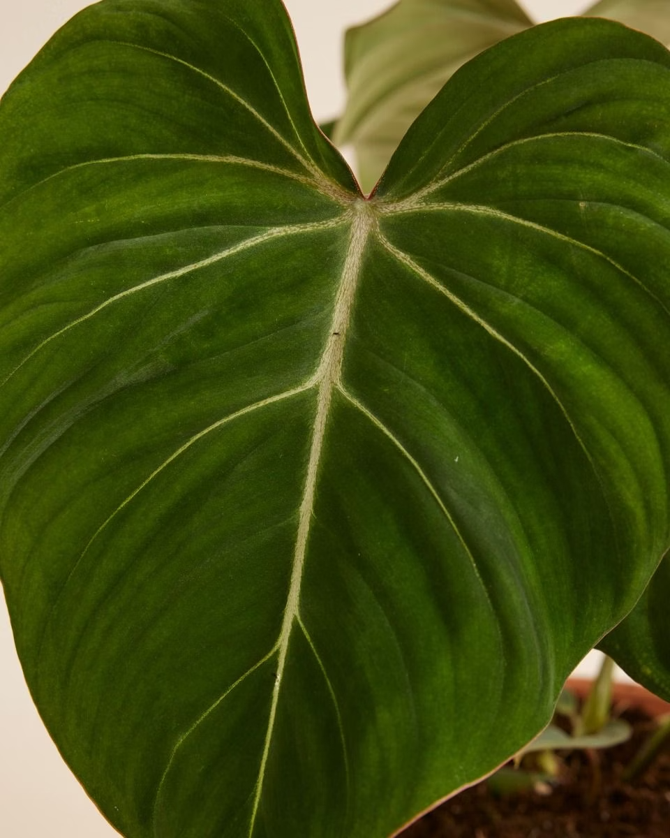 philodendron gloriosum baby plant Philodendron Gloriosum فيلوديندرون غلوريوسوم – NABAT