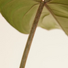 Philodendron Gloriosum فيلوديندرون غلوريوسوم