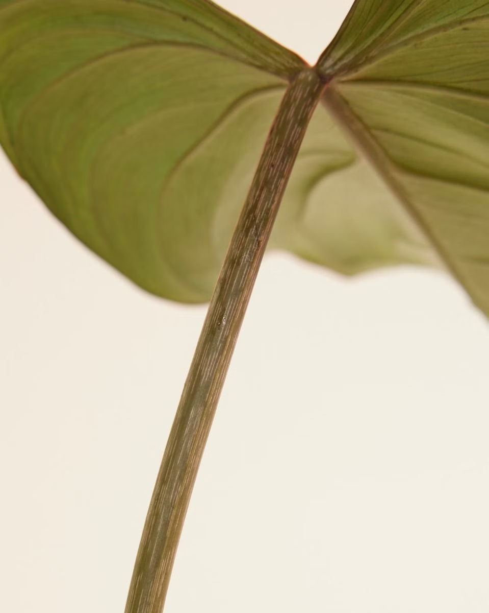 Philodendron Gloriosum فيلوديندرون غلوريوسوم