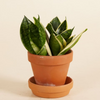 Baby Sansevieria Golden Edge Hahnii (Snake Plant) هاهني