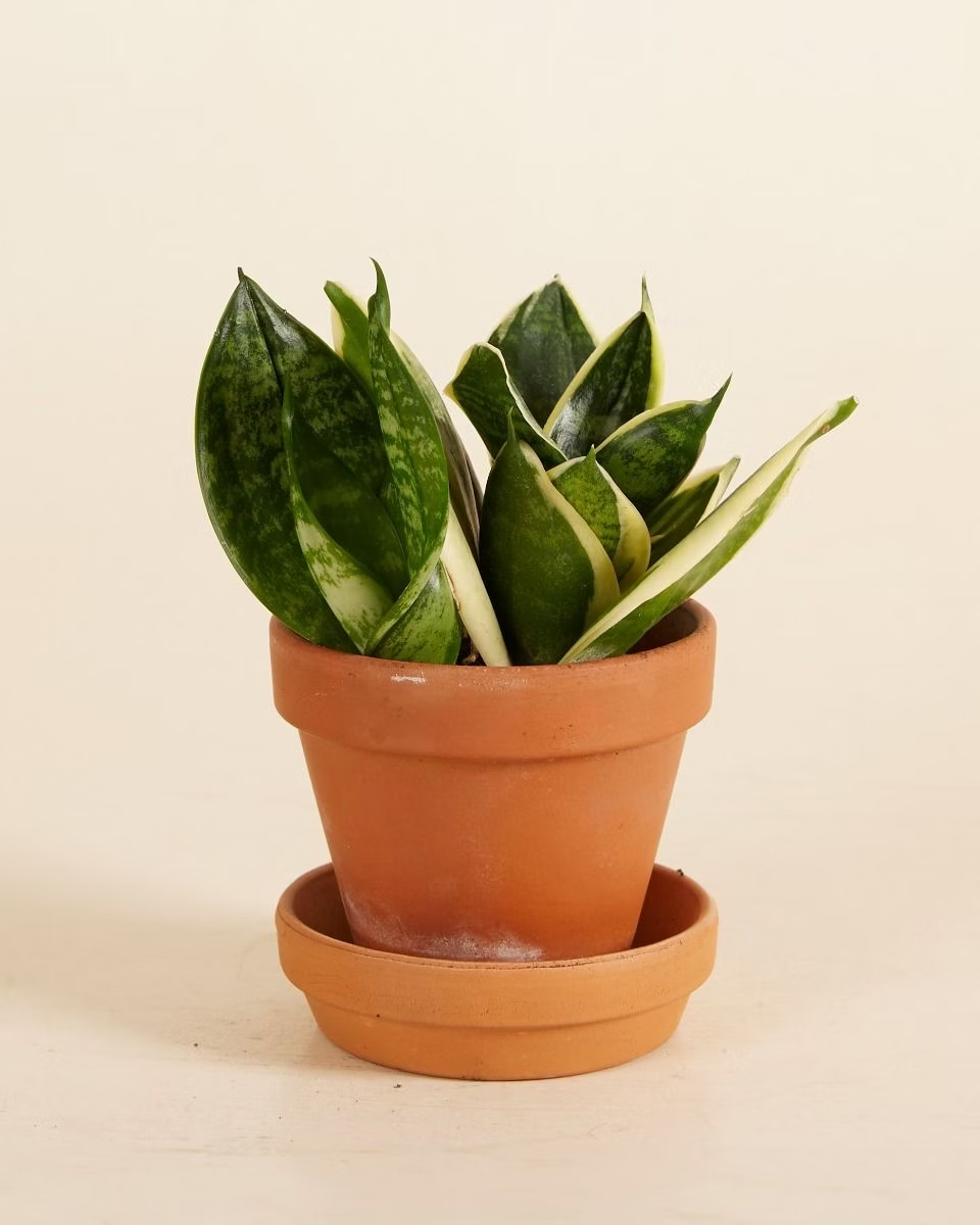 Baby Sansevieria Golden Edge Hahnii (Snake Plant) هاهني