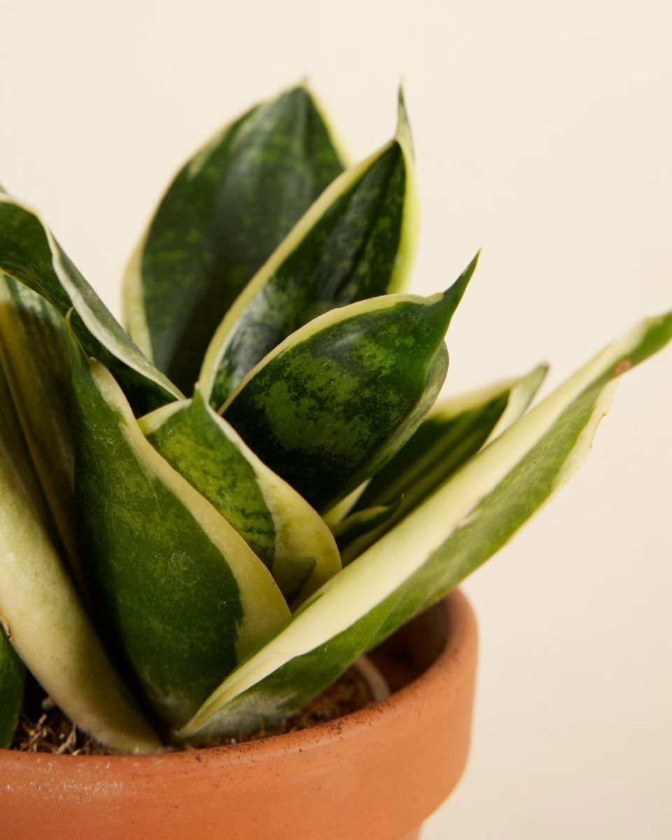 Baby Sansevieria Golden Edge Hahnii (Snake Plant) هاهني