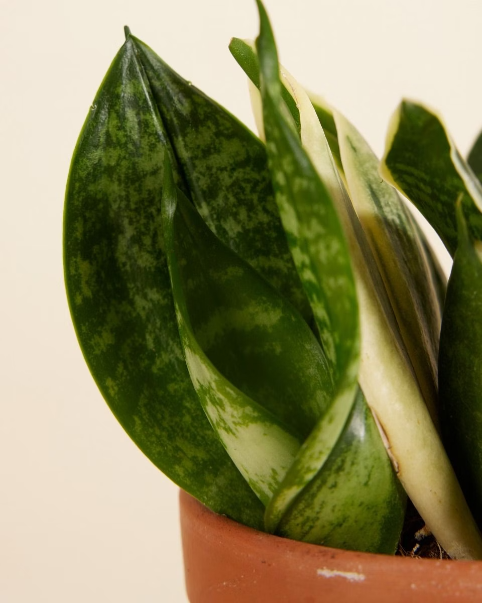 Baby Sansevieria Golden Edge Hahnii (Snake Plant) هاهني