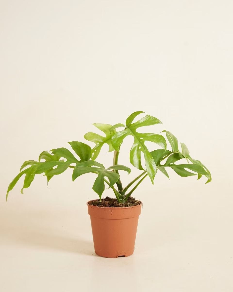 Tetrasperma Goldrush تتراسبيرما جولد راش