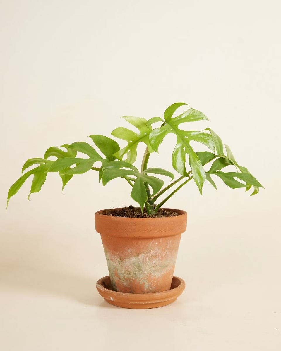 Tetrasperma Goldrush تتراسبيرما جولد راش