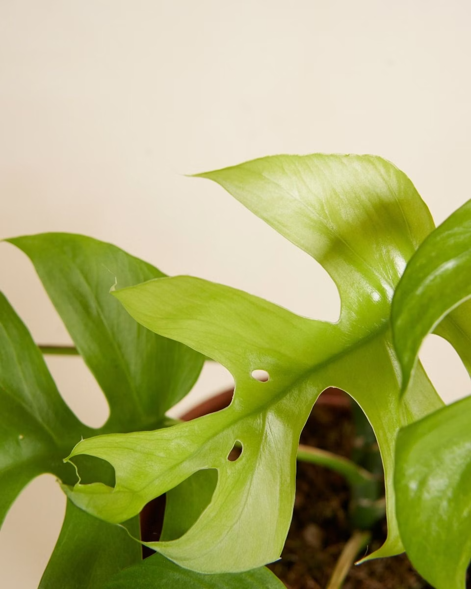 Tetrasperma Goldrush تتراسبيرما جولد راش