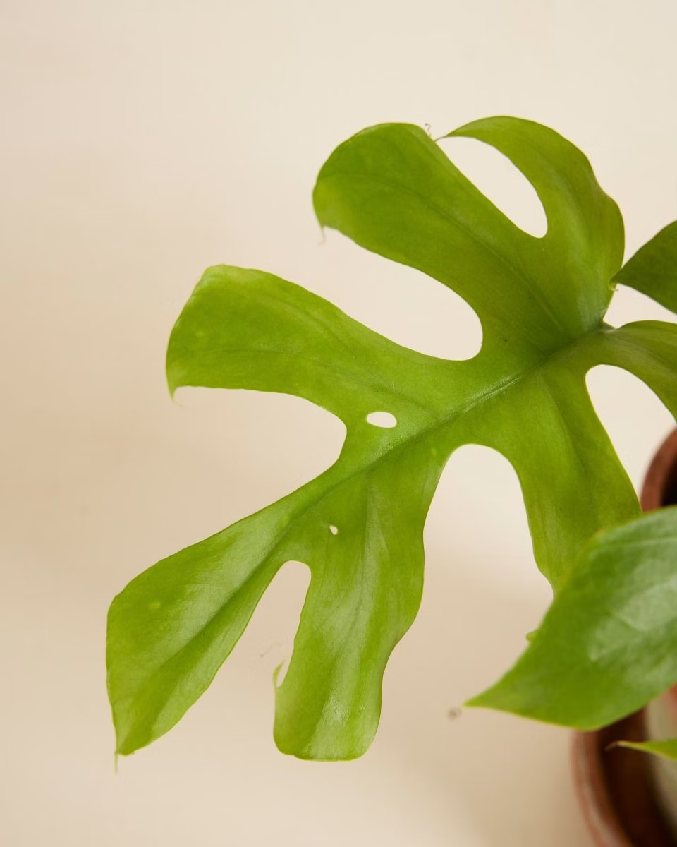 Tetrasperma Goldrush تتراسبيرما جولد راش