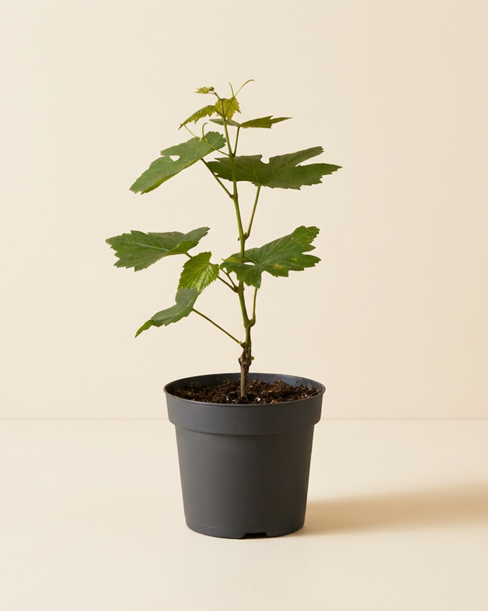 Grape Vine Plant (Vitis Vinifera)  نبات العنب الأخضر