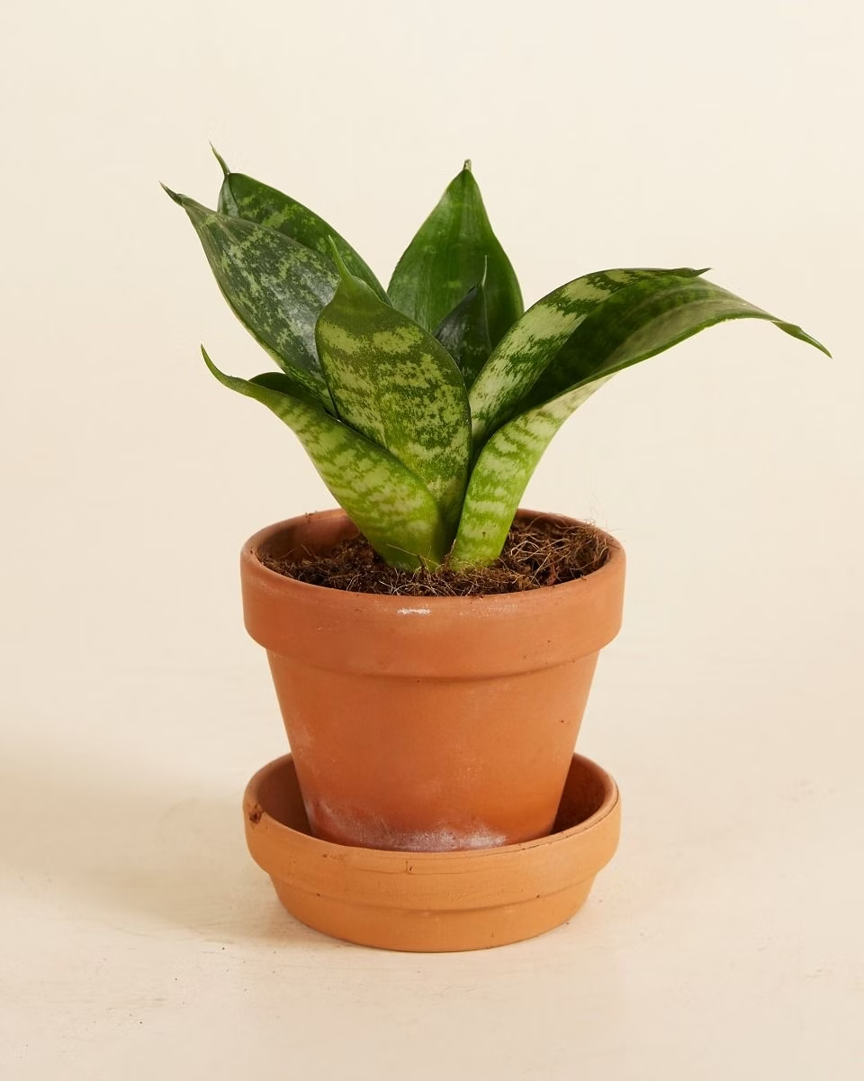 Baby Sansevieria Hahnii (Snake Plant) سانسيفيريا هاهني