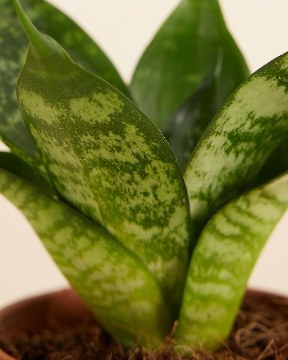 Baby Sansevieria Hahnii (Snake Plant) سانسيفيريا هاهني