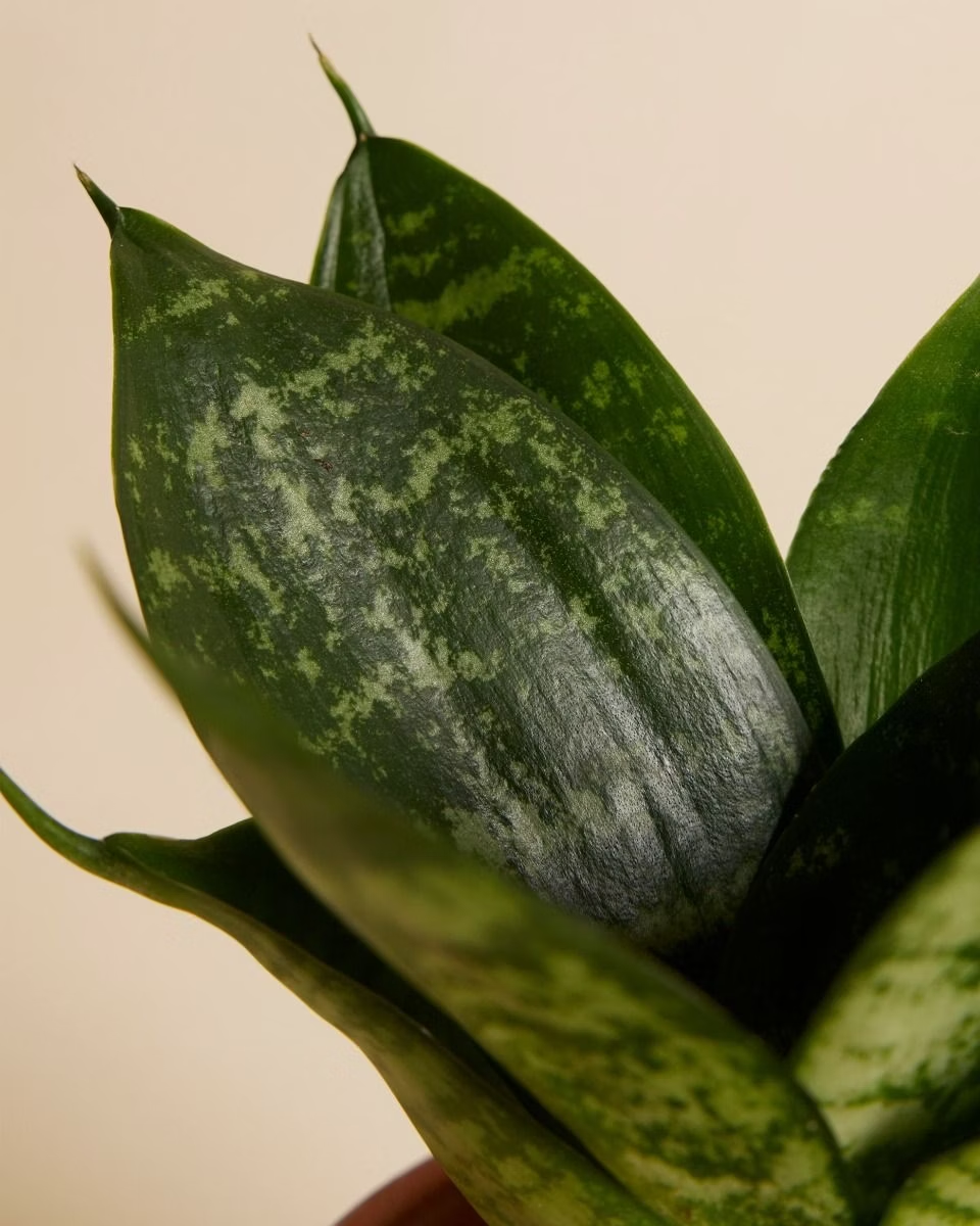 Baby Sansevieria Hahnii (Snake Plant) سانسيفيريا هاهني