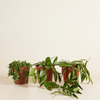 Hanging plants set