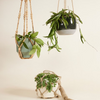 Hanging plants set