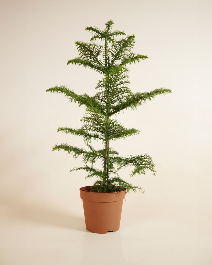 Araucaria Heterophylla (Norfolk Island Pine)