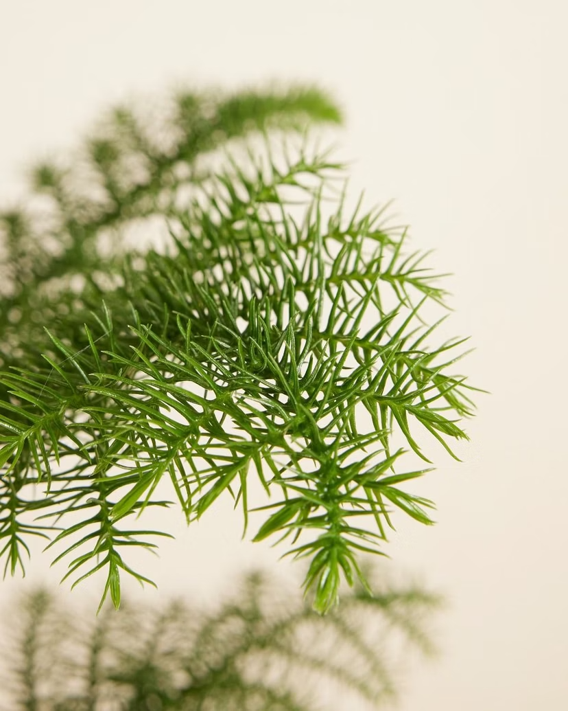 Araucaria Heterophylla (Norfolk Island Pine)