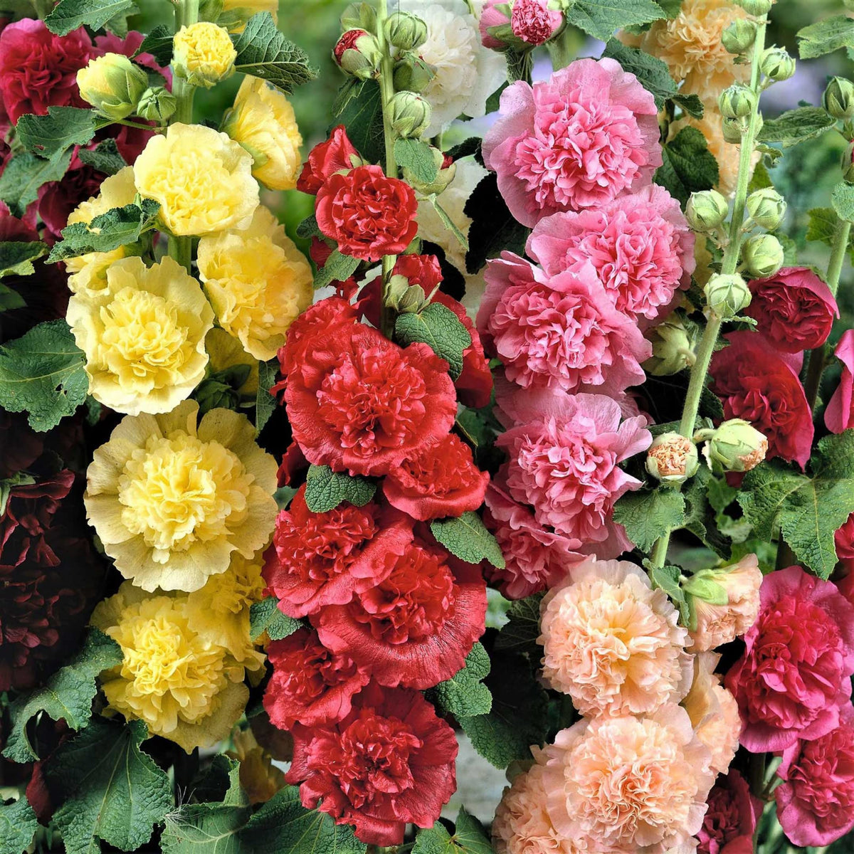 Hollyhock Summer Carnival Mix - supplier photo