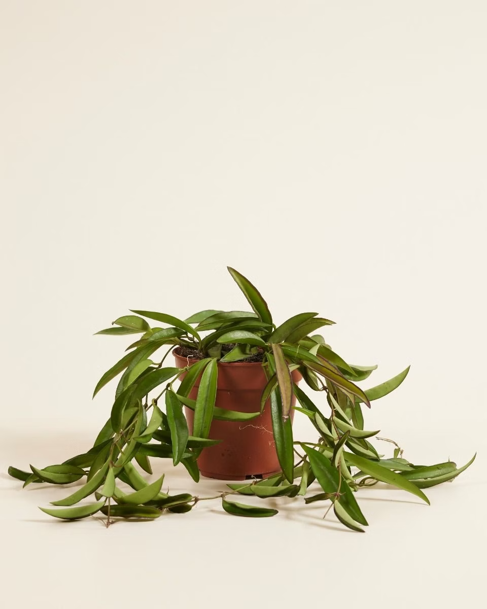 Hoya Wayetii (Wax plant)