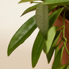 Hoya Wayetii (Wax plant)