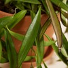 Hoya Wayetii (Wax plant)