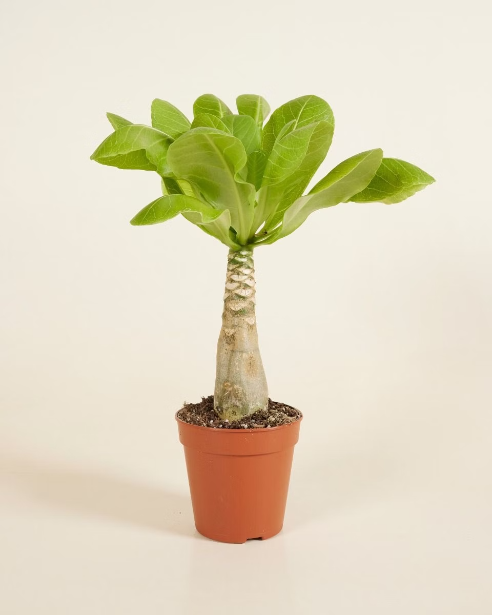 Brighamia (Hawaii Palm) نبات داخلي