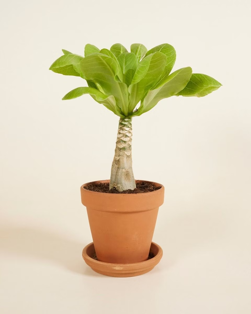 Brighamia (Hawaii Palm) نبات داخلي