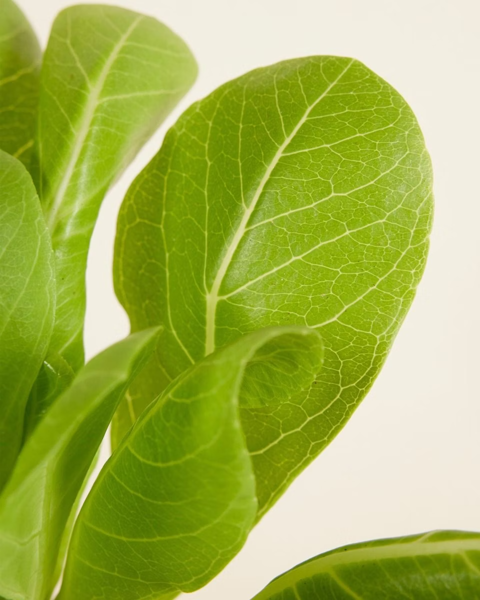 Brighamia (Hawaii Palm) نبات داخلي