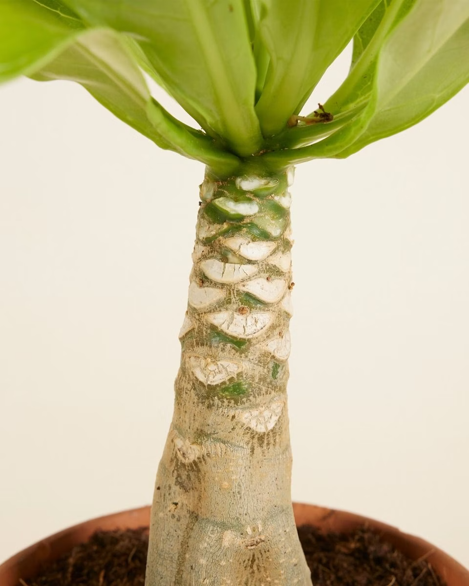 Brighamia (Hawaii Palm) نبات داخلي