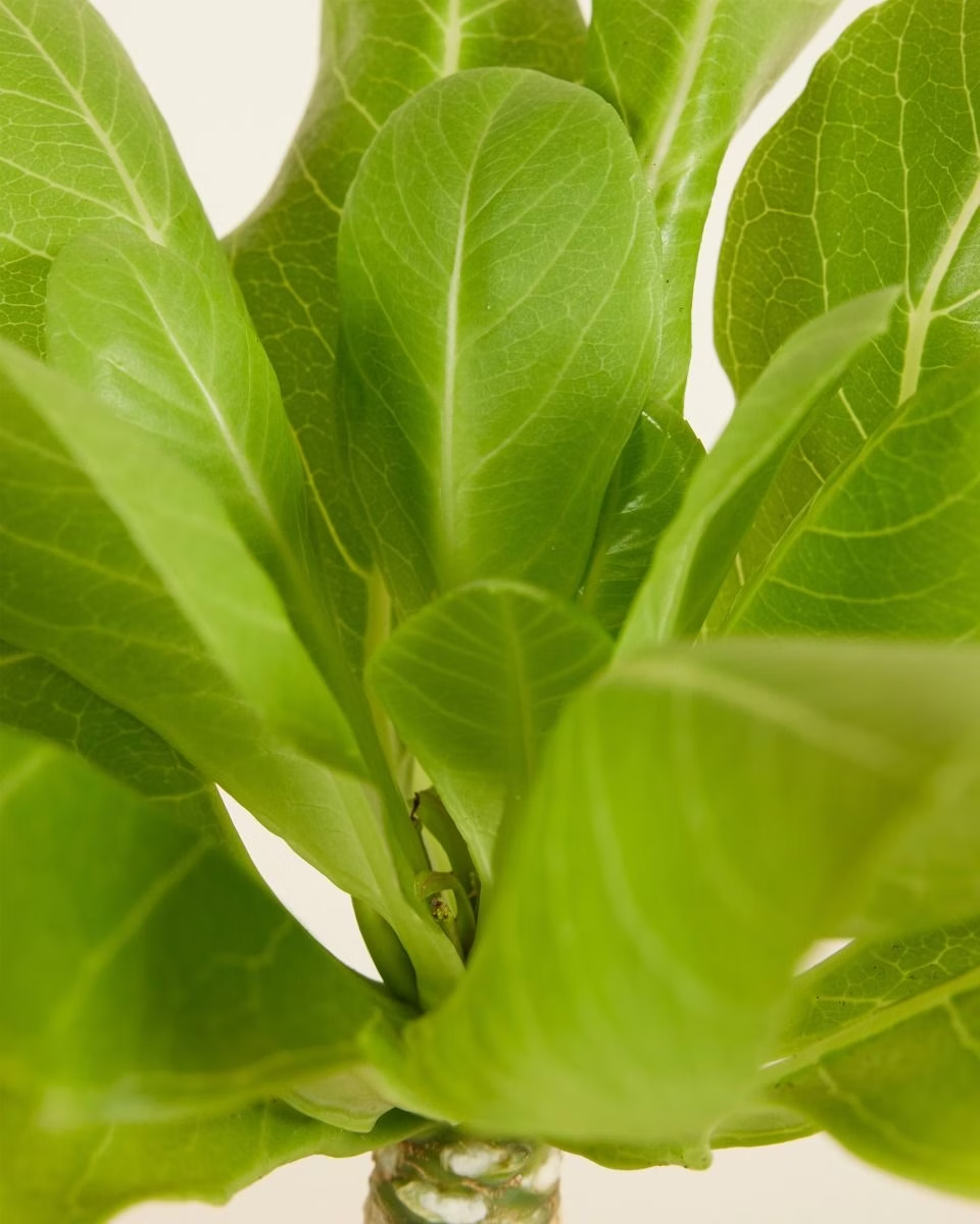 Brighamia (Hawaii Palm) نبات داخلي